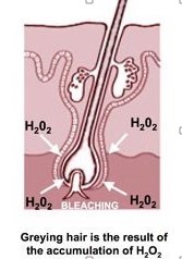 Catalase 12,000 - Topical Use - Direct Action - Attacks Gray Hair at the root!