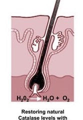 Catalase 12,000 - Topical Use - Direct Action - Attacks Gray Hair at the root!