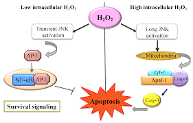 Catalase 12,000 - Topical Use - Direct Action - Attacks Gray Hair at the root!