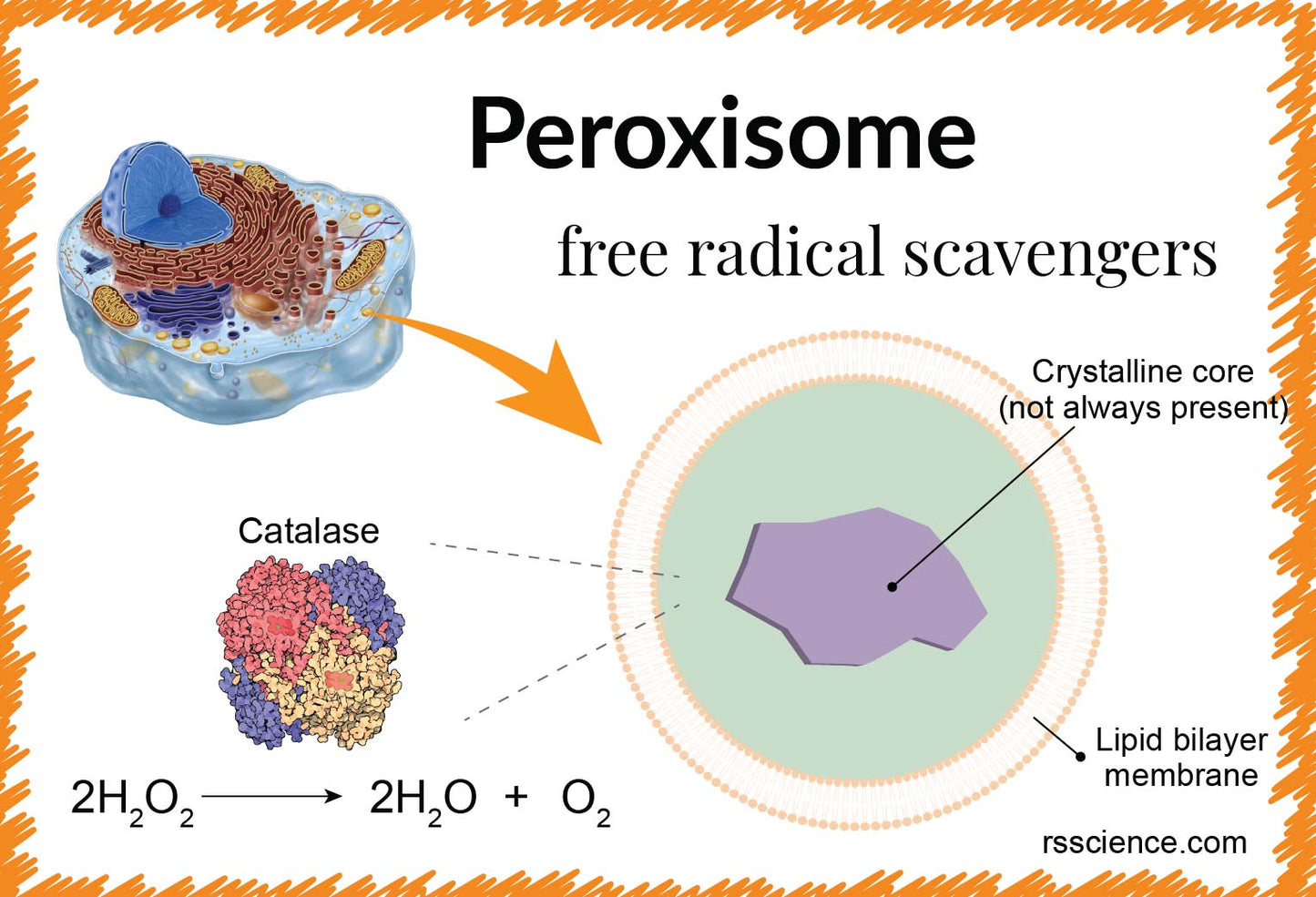 Catalase 60,000 - Science Smart - Antioxidant, Anti-aging, Anti-gray - enzyme drops.