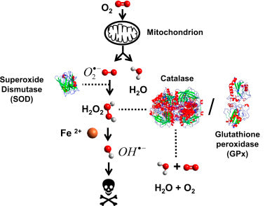 Catalase 60,000 - Science Smart - Antioxidant, Anti-aging, Anti-gray - enzyme drops.